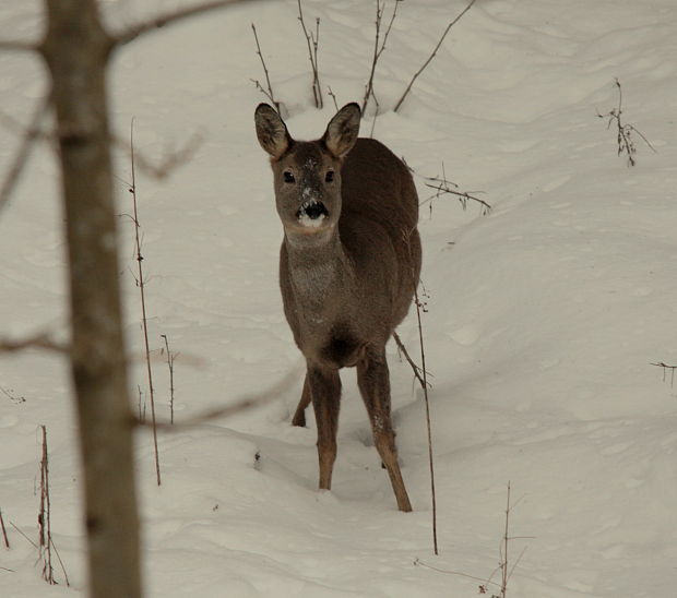 srnec lesný Capreolus capreolus