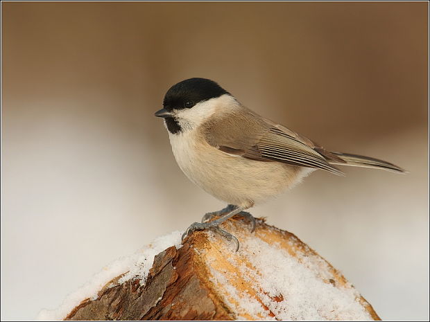 sýkorka leskohlavá Parus palustris