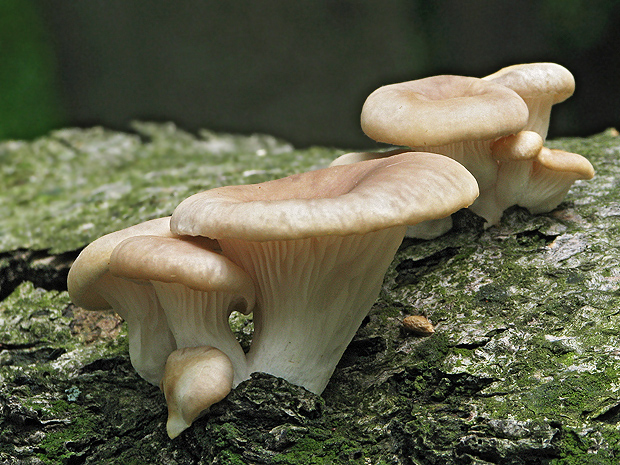 hliva lievikovitá Pleurotus cornucopiae (Paulet) Rolland