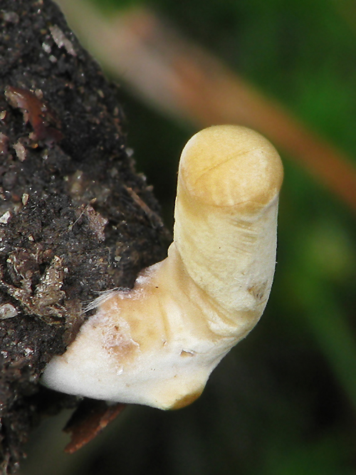 trúdnik Polyporus sp.