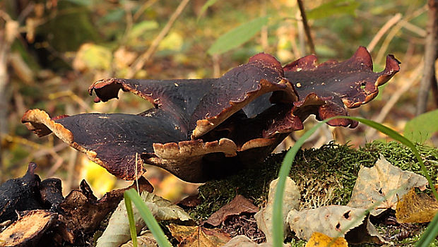 trúdnik tmavohlúbikový Royoporus badius (Pers.) A.B. De