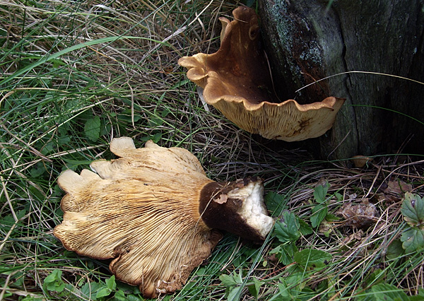 čechračka tmavohlúbiková Tapinella atrotomentosa (Batsch) Šutara