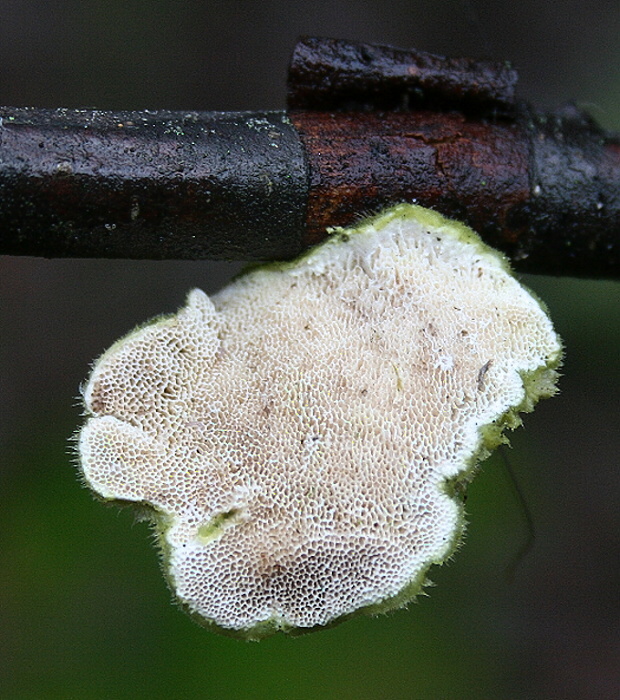 trúdnikovec chlpatý Trametes hirsuta (Wulfen) Lloyd