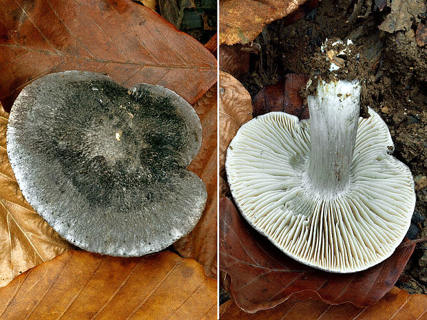 čírovka čiernošupinatá Tricholoma atrosquamosum Sacc.