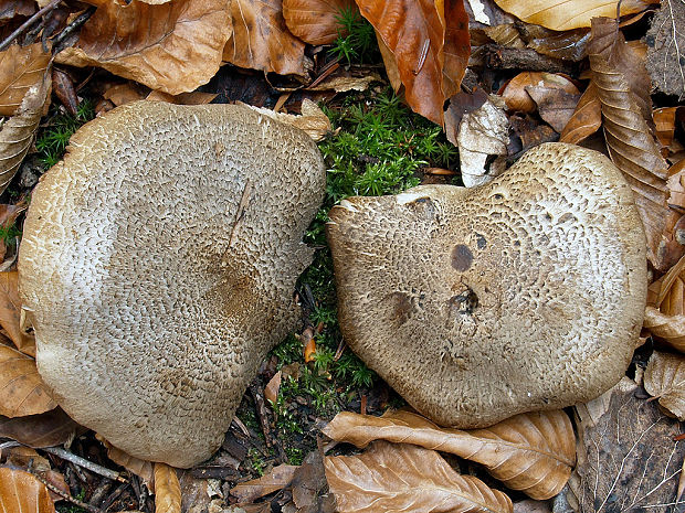 čírovka tigrovaná Tricholoma pardinum (Pers.) Quél.