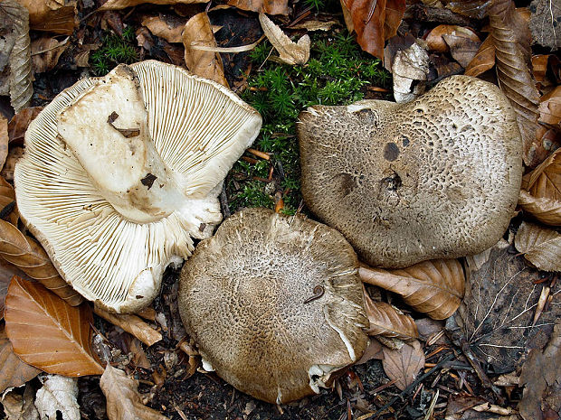 čírovka tigrovaná Tricholoma pardinum (Pers.) Quél.