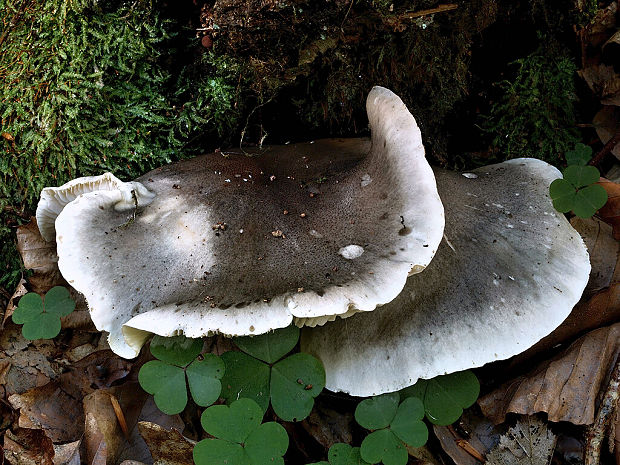 čírovka mydlová Tricholoma saponaceum (Fr.) P. Kumm.