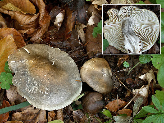 čírovka mydlová Tricholoma saponaceum (Fr.) P. Kumm.