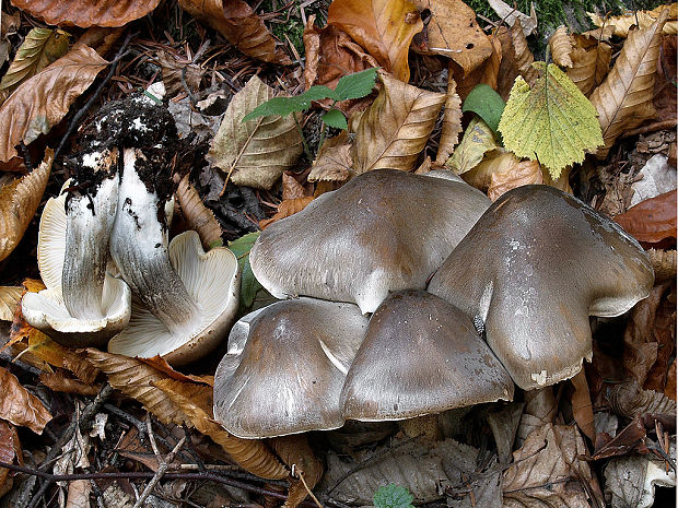 čírovka mydlová Tricholoma saponaceum (Fr.) P. Kumm.