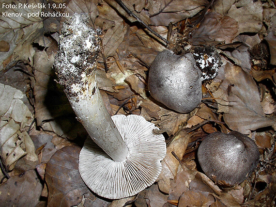 čírovka buková Tricholoma sciodes (Pers.) C. Martín