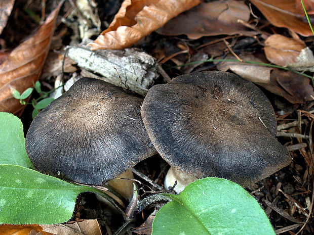 čírovka buková Tricholoma sciodes (Pers.) C. Martín