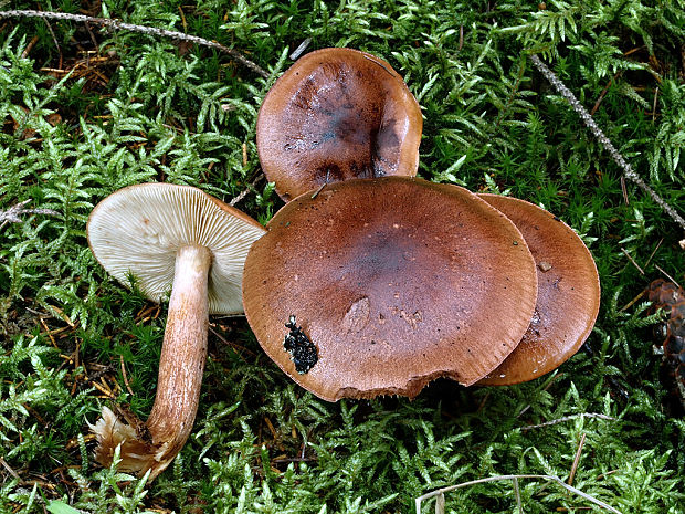 čírovka gaštanovohnedá Tricholoma ustale (Fr.) P. Kumm.