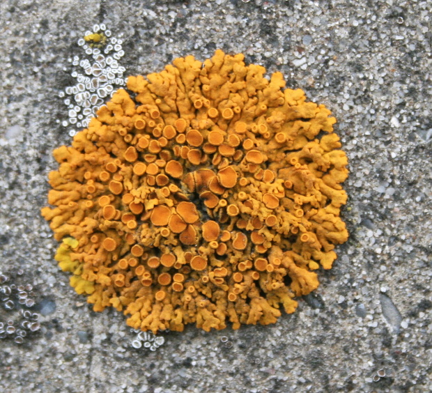 krásnica Variospora thallincola (Wedd.) Arup, Frödén & Søchting