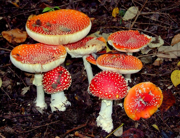 muchotrávka červená Amanita muscaria (L.) Lam.