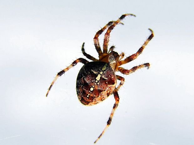 križiak obyčajny  Araneus diadematus