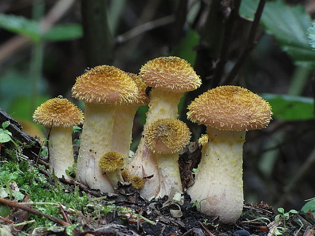 podpňovka žltá Armillaria gallica Marxm. & Romagn.