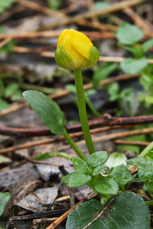 blyskáč cibuľkatý Ficaria bulbifera Holub