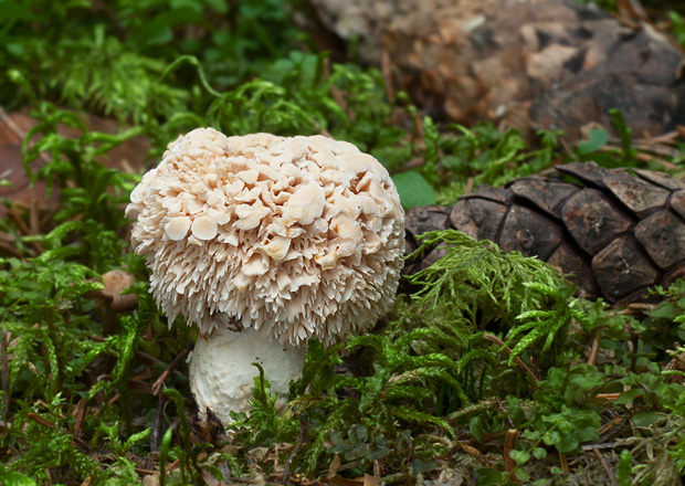 jelenka poprehýbaná Hydnum repandum L.