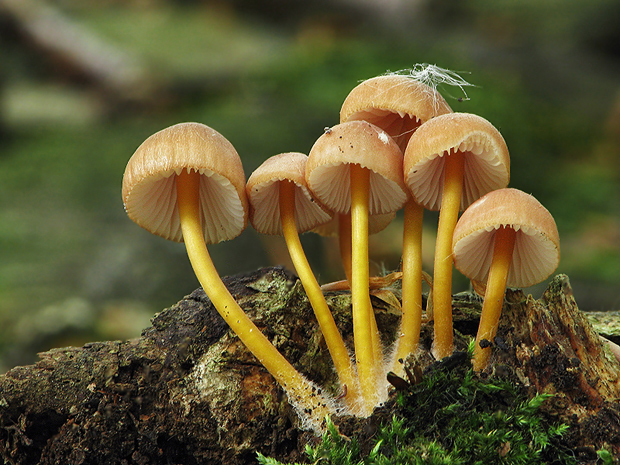 prilbička žltohlúbiková Mycena renati Quél.