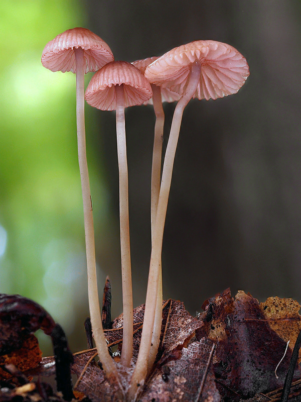 prilbička ružová Mycena rosella (Fr.) P. Kumm.