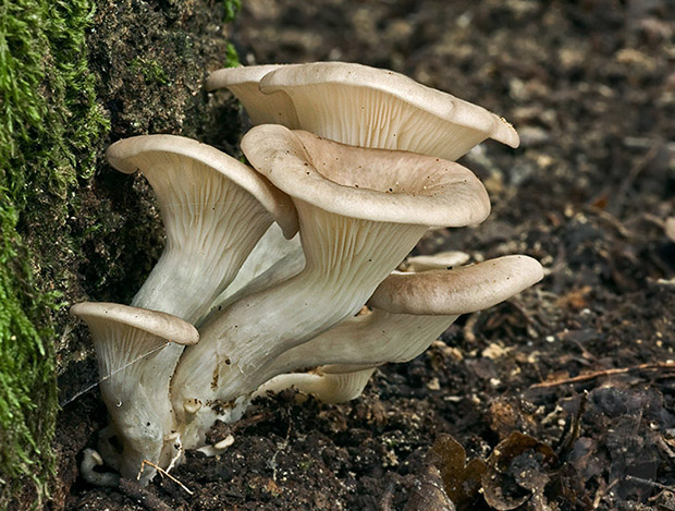 hliva lievikovitá Pleurotus cornucopiae (Paulet) Rolland