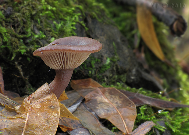 strmulica čiaškovitá Pseudoclitocybe cyathiformis (Bull.) Singer