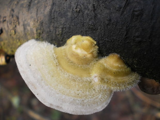 trúdnikovec chlpatý Trametes hirsuta (Wulfen) Lloyd