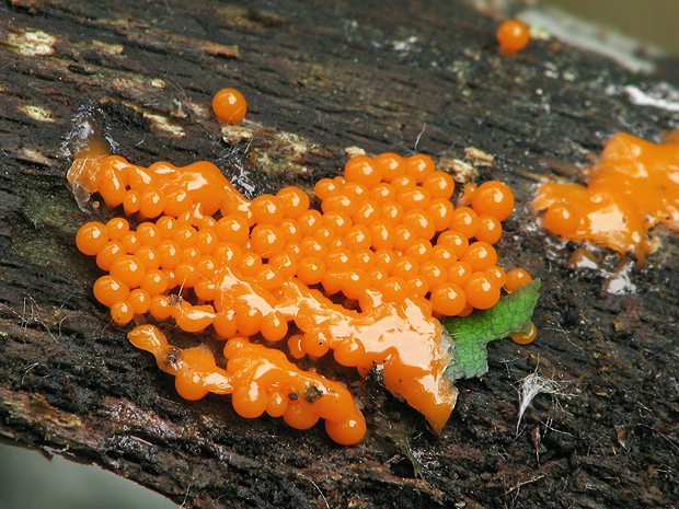 vlasnačka ? Trichia sp.