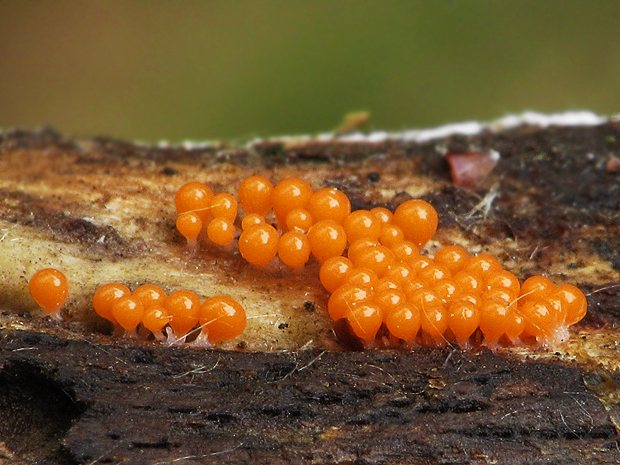 vlasnačka ? Trichia sp.