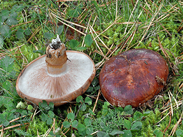 čírovka prstencová Tricholoma batschii Gulden