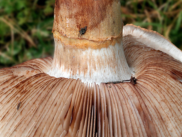 čírovka prstencová Tricholoma batschii Gulden