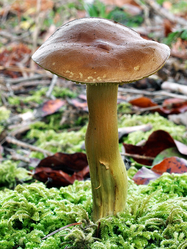 čírovka ružovohnedá Tricholoma bufonium (Pers.) Gillet