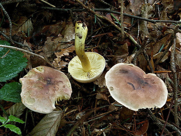 čírovka ružovohnedá Tricholoma bufonium (Pers.) Gillet