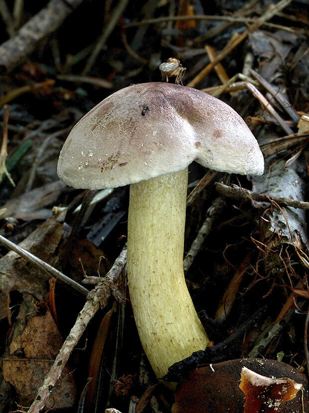 čírovka ružovohnedá Tricholoma bufonium (Pers.) Gillet