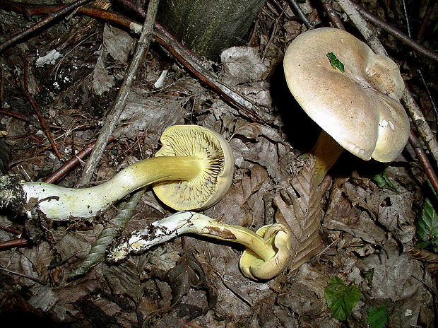 čírovka ružovohnedá Tricholoma bufonium (Pers.) Gillet