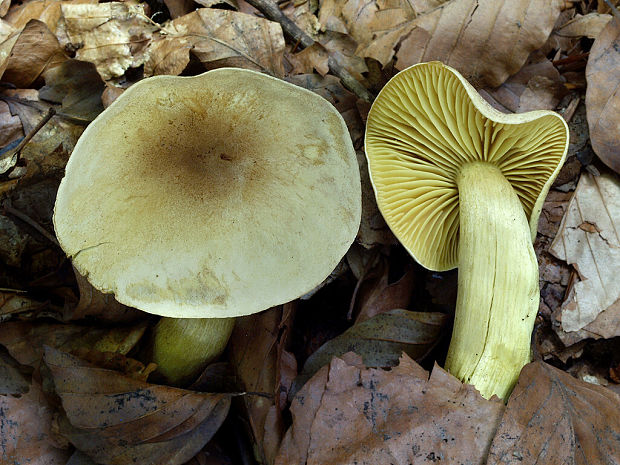 čírovka sírovožltá Tricholoma sulphureum (Bull.) P. Kumm.