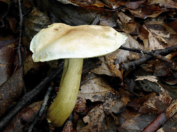 čírovka sírovožltá Tricholoma sulphureum (Bull.) P. Kumm.