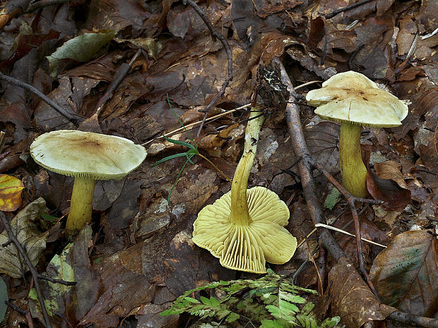 čírovka sírovožltá Tricholoma sulphureum (Bull.) P. Kumm.