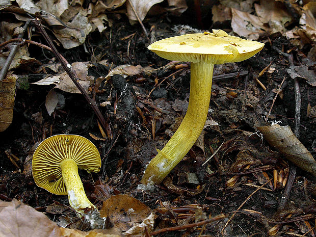 čírovka sírovožltá Tricholoma sulphureum (Bull.) P. Kumm.