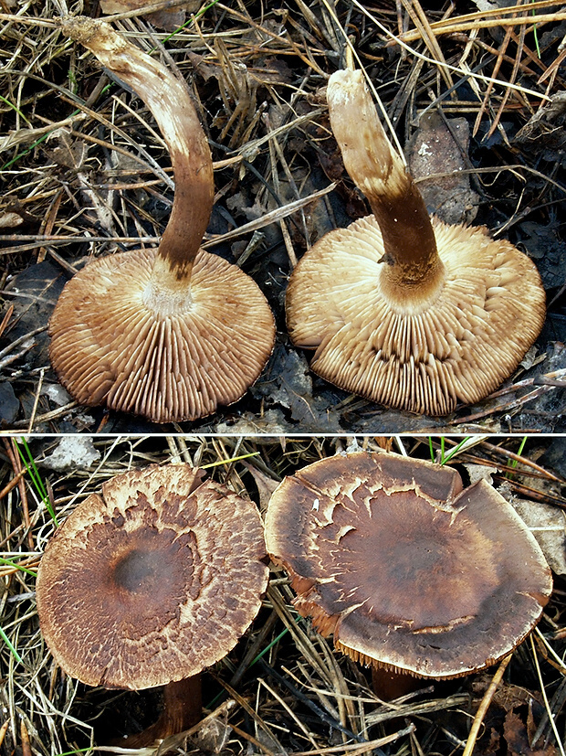 čírovka škridlicovitá Tricholoma vaccinum (Schaeff.) P. Kumm.