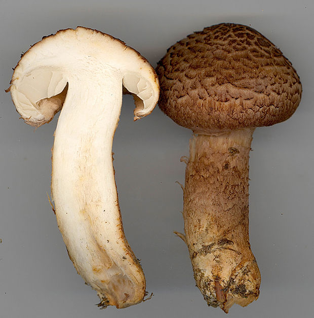 čírovka škridlicovitá Tricholoma vaccinum (Schaeff.) P. Kumm.