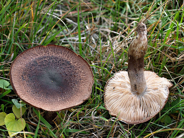 čírovka škridlicovitá Tricholoma vaccinum (Schaeff.) P. Kumm.