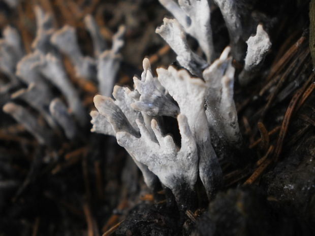 drevnatec parohatý Xylaria hypoxylon (L.) Grev.