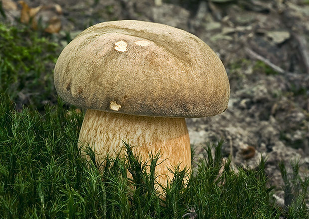 hríb bronzový Boletus aereus Bull. ex Fr.