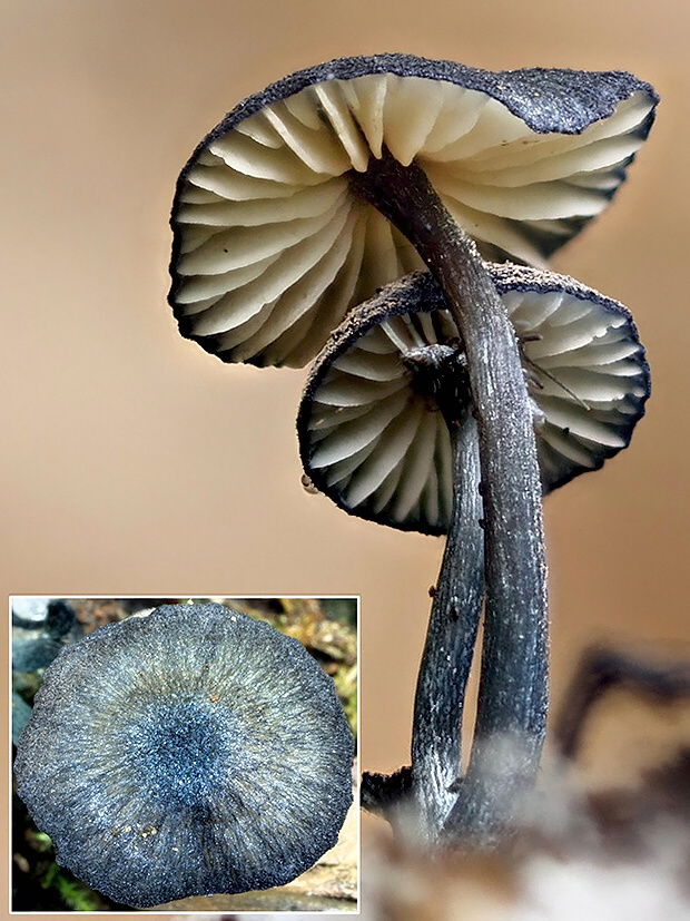 hodvábnica Entoloma chalybeum (Pers.) Noordel.