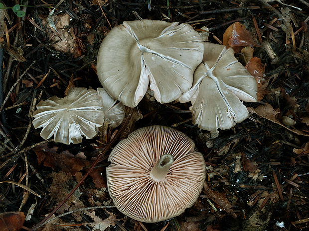 hodvábnica vtlačená Entoloma rhodopolium (Fr.) P. Kumm.