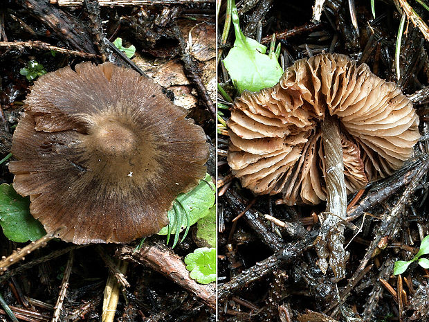 hodvábnica Entoloma sp.