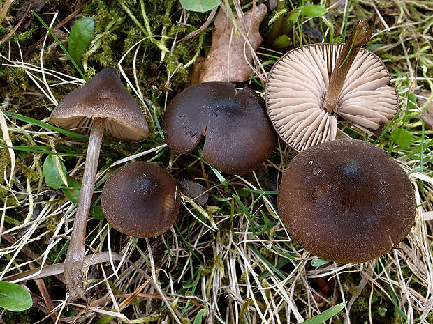 hodvábnica Entoloma sp.