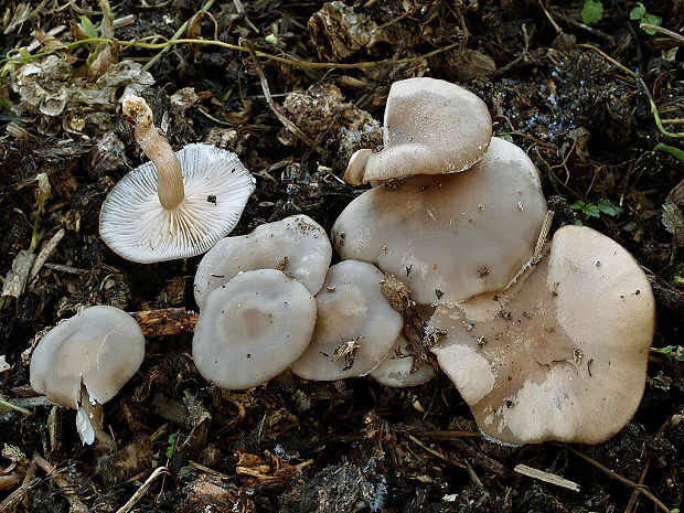 hodvábnica Entoloma sp.