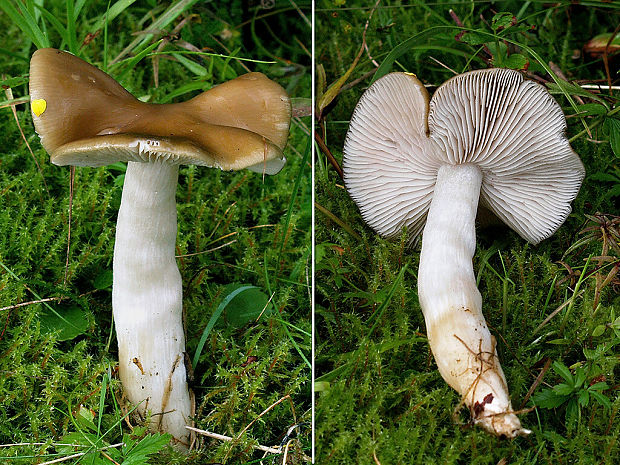 hodvábnica Entoloma sp.